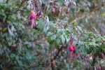 PICTURES/Doolin Cave - County Clare/t_DSC05207.JPG
